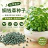【铜钱草种子】种植庭院清香怡人耐寒 耐热商品图