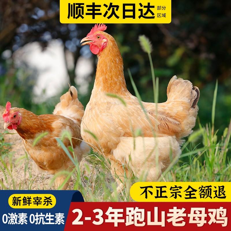 老母鸡土鸡农家散养走地鸡草鸡农村笨柴鸡整只装新鲜现杀正宗土鸡商品图