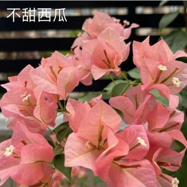【不甜西瓜】三角梅盆栽树苗四季开花直发三角梅苗勤花爬藤阳台好养商品图