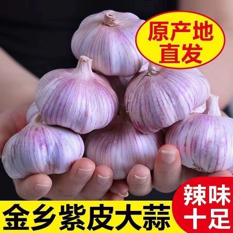 【低价冲量】山东金乡紫皮5斤大蒜头紫白皮蒜可种金乡自种大蒜3斤商品图