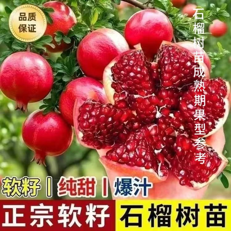 【原土发货】突尼斯软籽石榴盆栽地栽南方北方院嫁接果树苗商品图