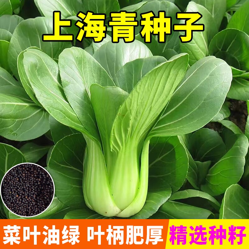【全店满5包送一包】【上海青种子】蔬菜种子小青菜种子小油菜种子商品图