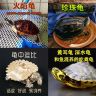 宠物观赏龟适合家养草龟珍珠龟商品图
