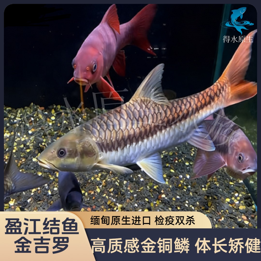 缅甸盈江结鱼金吉罗红尾翘嘴金属质感杂食进口野生包发色包邮包损商品图