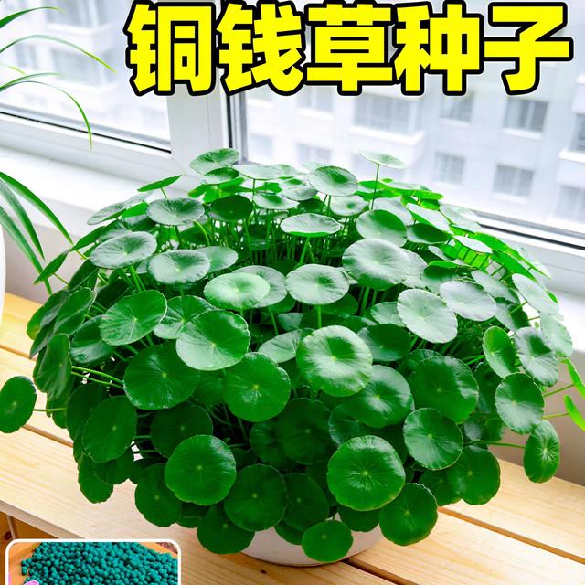 铜钱草草籽大叶子水养草种四季播种水培植物籽花卉盆栽室内绿种子商品图
