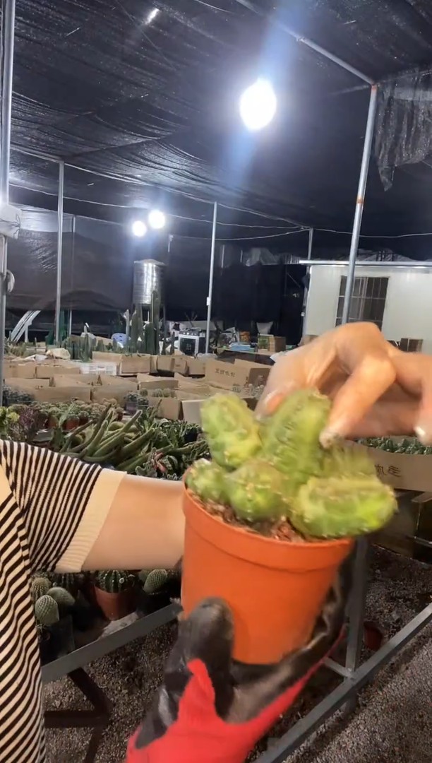 橙花桃太郎仙人球商品图