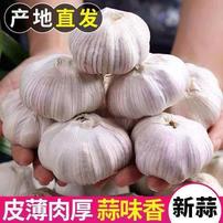 【先亏10000单】紫白皮大蒜头大果蒜香浓郁香辣十足   wy卡0商品图