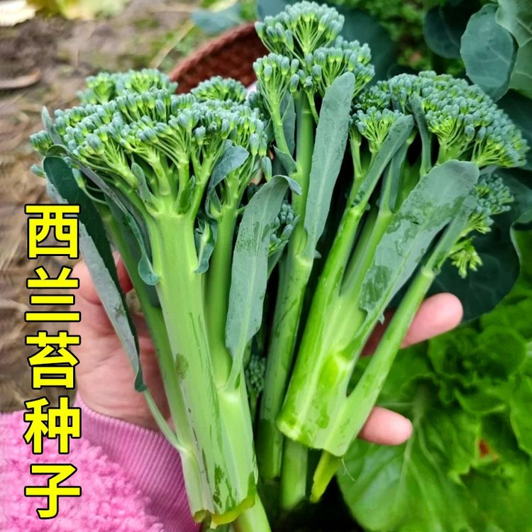 西兰苔种子四季阳台盆栽蔬菜西兰花苔种籽西蓝苔易种青菜籽种商品图