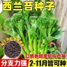 【H西兰苔种子】阳台盆栽庭院小菜园种植四季易种蔬菜种商品图