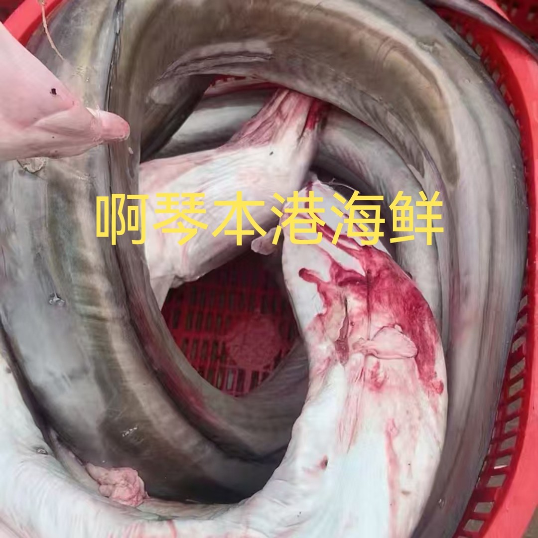 【啊琴】 汕尾本港新鲜《白鳗鱼》切段 不含鱼胶 现称现拍.no退no换商品图