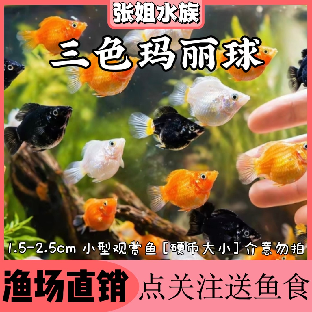 三色玛丽球鱼好养耐活小型淡水热带观赏鱼胎生新手易养商品图