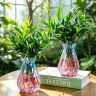 【竹柏盆栽】植物办公好养绿植花卉客厅四季常青商品图