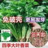 大叶香菜种子耐热耐抽薹芫荽种籽春秋四季蔬菜盆栽蔬菜商品图