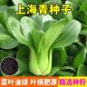 【全店满5包送一包】【上海青种子】蔬菜种子小青菜种子小油菜种子商品图