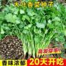 大叶香菜种子阳台盆栽速生浓香香菜农家菜园芫荽蔬菜种子大全商品图