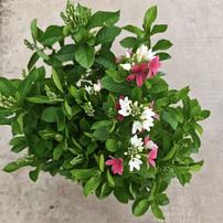 【浓香使君子】浓香花卉盆栽耐高温四季开花阳台庭院新手好养活商品图
