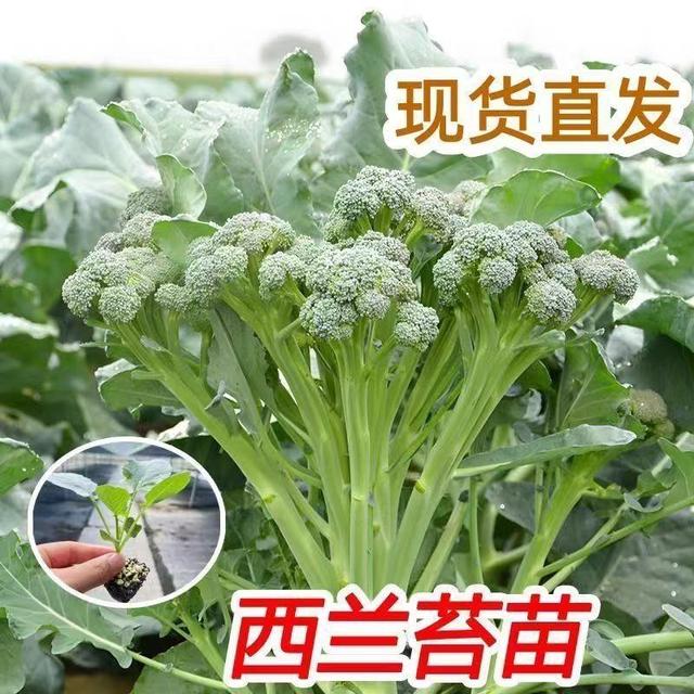 正宗西兰苔苗子绿西兰苔四季西洋芥兰西兰花夏天八月种植蔬菜种商品图