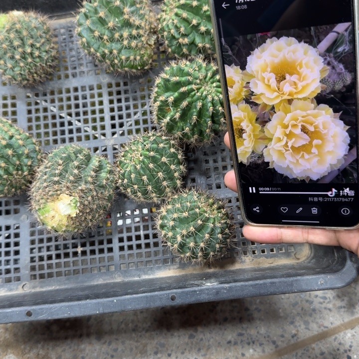 306彩草凤羽10号歪4公分以上无根侧牙斑，20包邮商品图