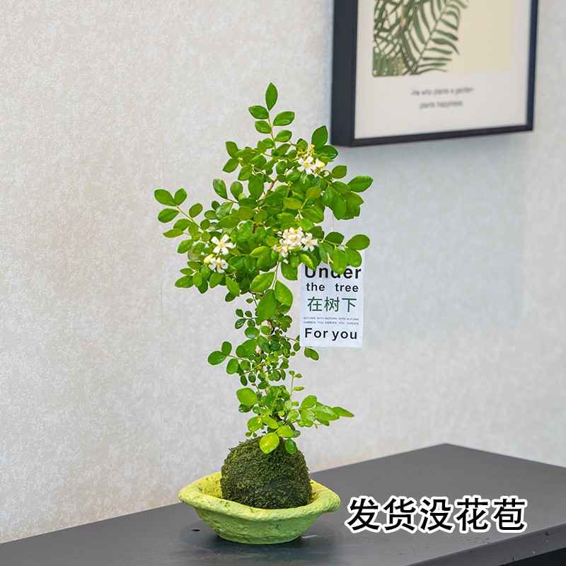 造型九里香盆栽夏季开花北欧办公室内绿植摆件花卉桌面植物盆景商品图