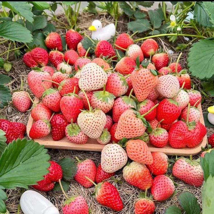 【高端品种草莓】新手草莓奶油香野辉煌盐莓草莓种子盆栽地栽商品图