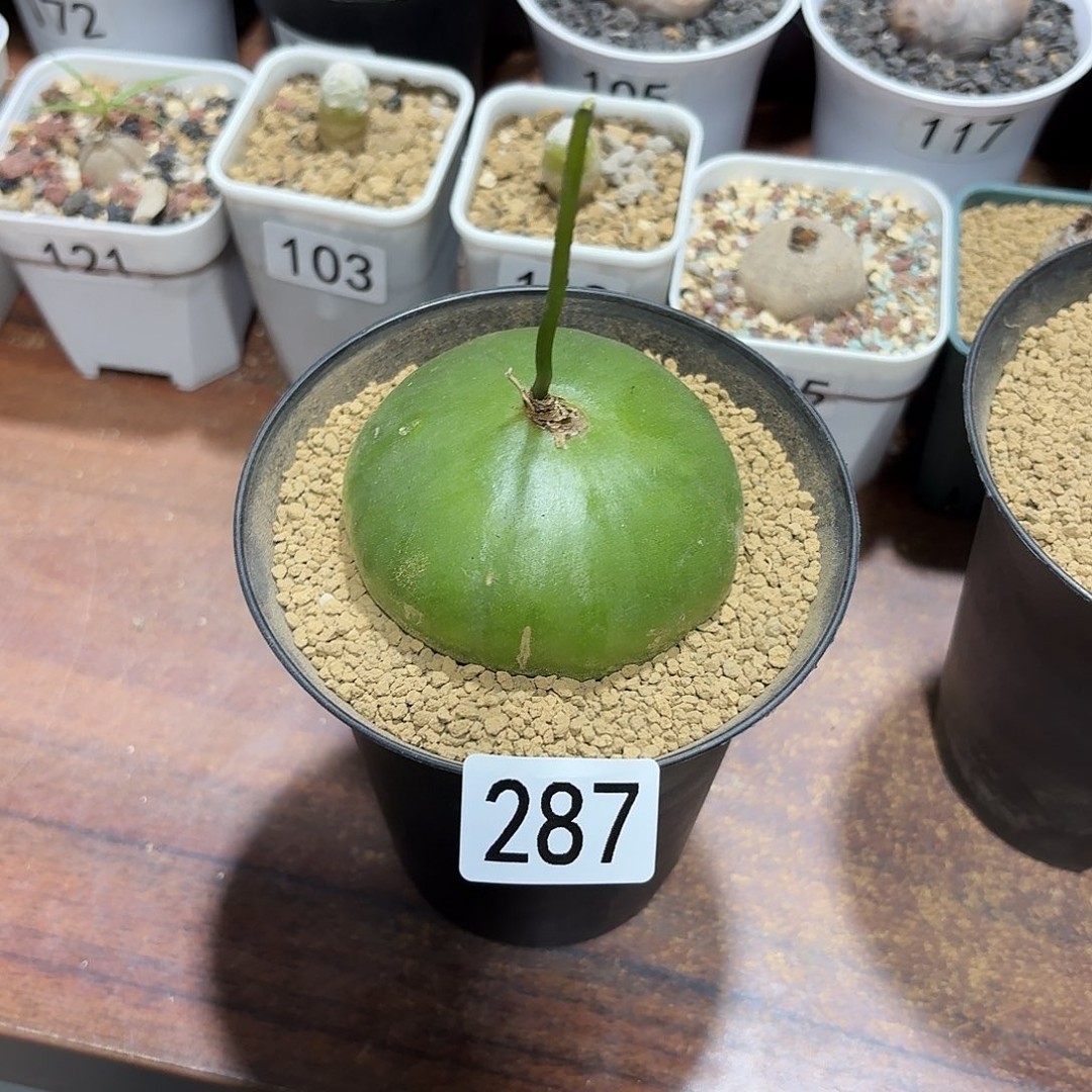 287大型仓角殿块根商品图