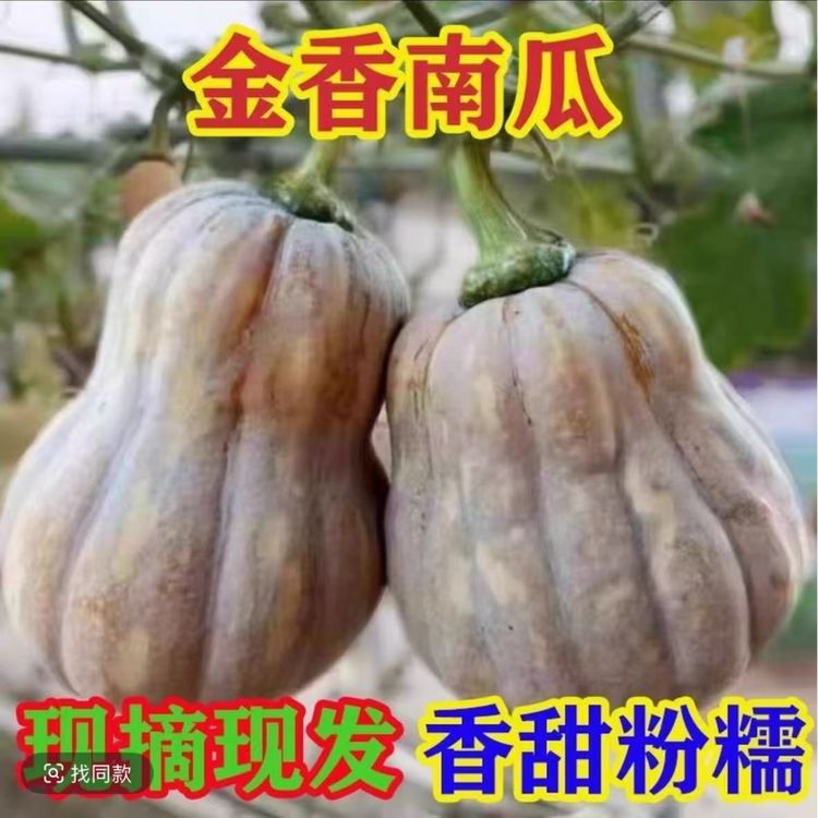 现摘新鲜金香南瓜软糯香甜适合孕妇宝宝辅食商品图