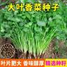 大叶香菜种子种植耐抽薹芫荽种籽春秋农家家庭种籽盆栽商品图