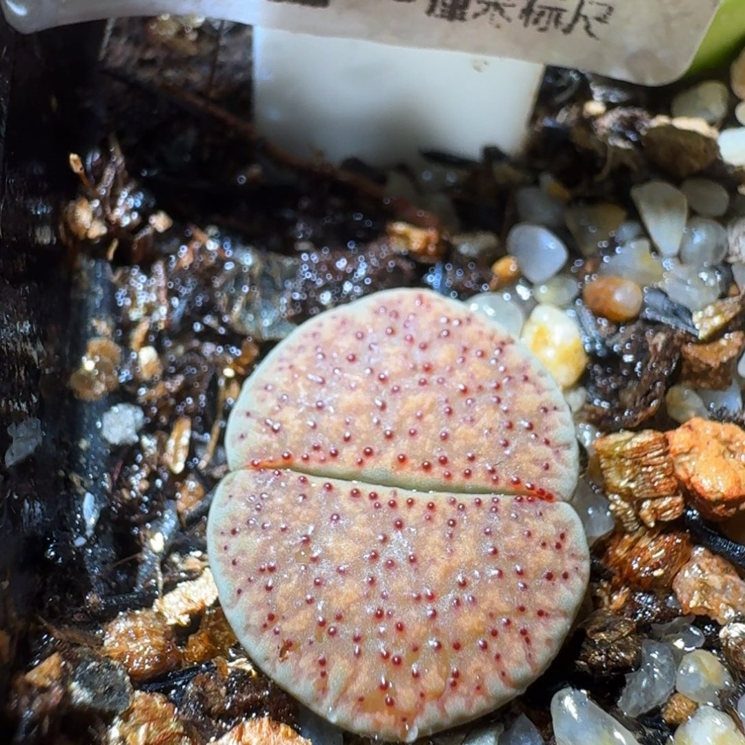 Ssss精品生石花385商品图