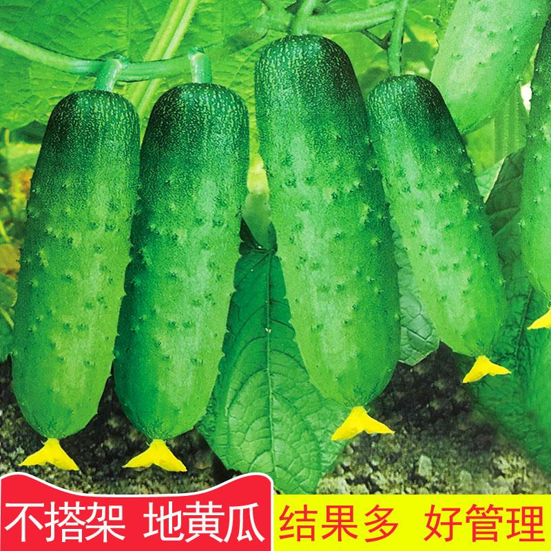 地爬黄瓜种子不搭架水果黄瓜种籽早熟结果多好管理春季四季播种价格¥9.50佣金30.00%约¥2.85