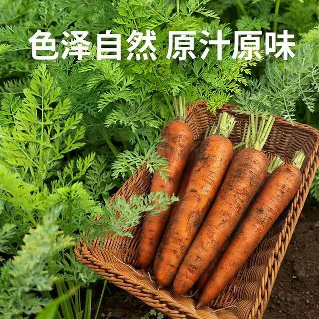 沙地胡萝卜农家新鲜胡萝卜热炒煲汤可生吃的脆甜蔬菜带泥发货J商品图
