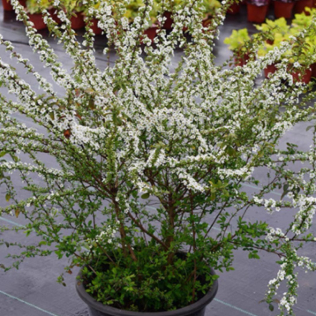 喷雪花雪柳树苗多年生灌木盆栽凌叶绣线菊花卉植物室外露天耐寒商品图