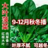 【可越冬】菠菜种子速生大叶菠菜籽高产耐热耐寒菠菜种籽四季蔬菜商品图