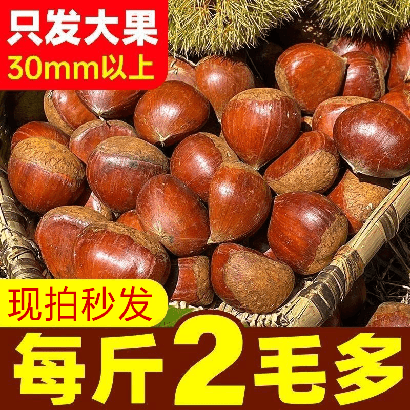 带头降价】现摘丹东板栗生新鲜生栗子糯甜板栗非油栗迁西批发4商品图