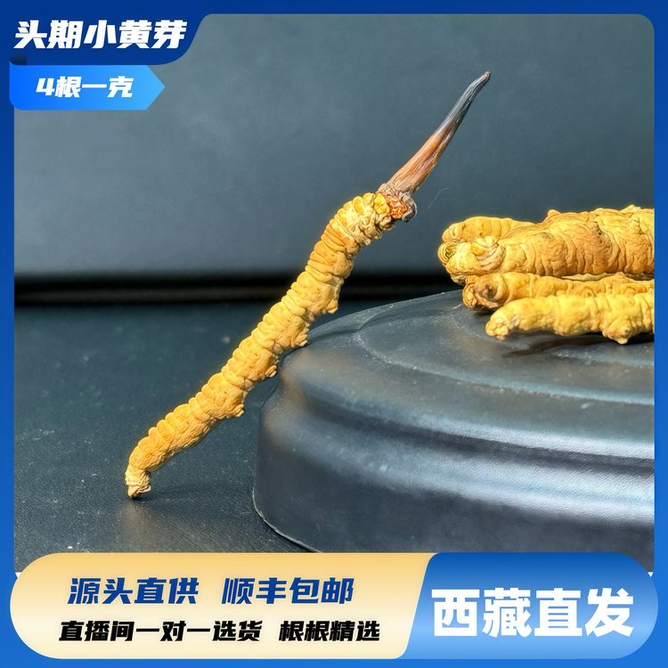 【4根/克】藏家兄弟 正宗比如冬虫夏草滋补自吃虫草头期虫草甄选商品图