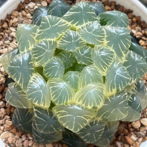 《精品湖斑湖水玉露锦》多肉植物一物一拍带盘发货商品图