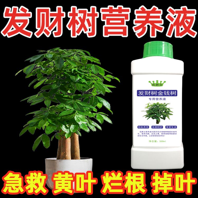 发财树营养液水培金钱树肥料专用肥叶子发黄掉叶黄叶烂根怎么办商品图