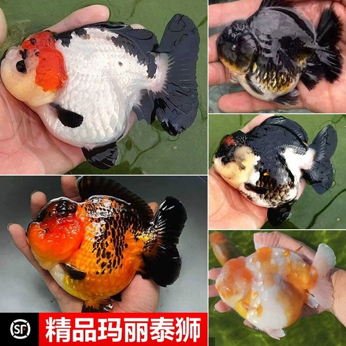 精品三色玛丽金鱼活鱼百褶观赏鱼高级易好养耐活冷水小金鱼苗商品图