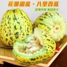 山东花美人八里香花蕾甜瓜新鲜现摘花皮瓜应季香甜孕妇水果甜瓜商品图