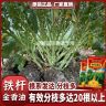 铁杆金香油高产杂交油菜种子抗到强含油高出油高商品图