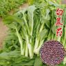 【H奶油白菜苔种子】阳台盆栽庭院小菜园种植四季易种蔬菜种商品图