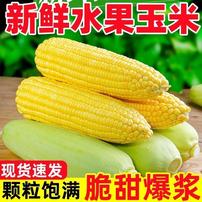 【单色】云南水果甜玉米新鲜可生吃清甜榨汁蒸煮甜味精品火锅商品图
