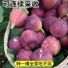 无花果树果苗特大果波姬红盆栽地栽南北方种植商品图