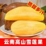 【低糖】云南天山雪莲果脆爽清甜多汁黄心新鲜应季水果现挖产地直发商品图