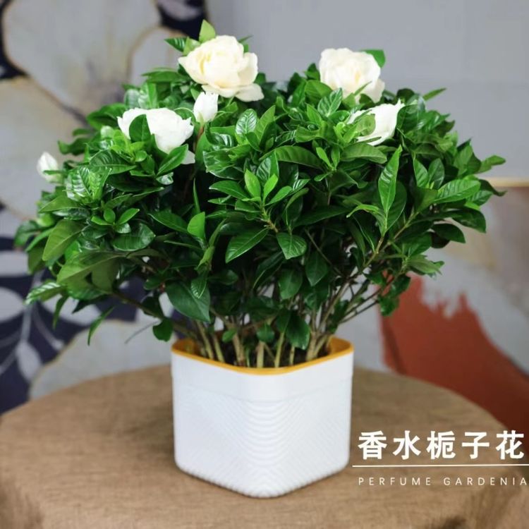 230带花苞栀子花盆栽浓香型室内阳台四季好养绿植花卉商品图