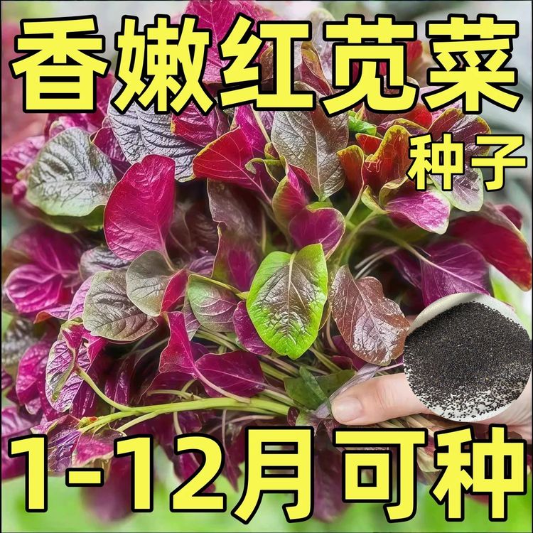【圆花叶红苋菜种子】红苋菜种子家庭小院种菜阳台盆栽种植商品图