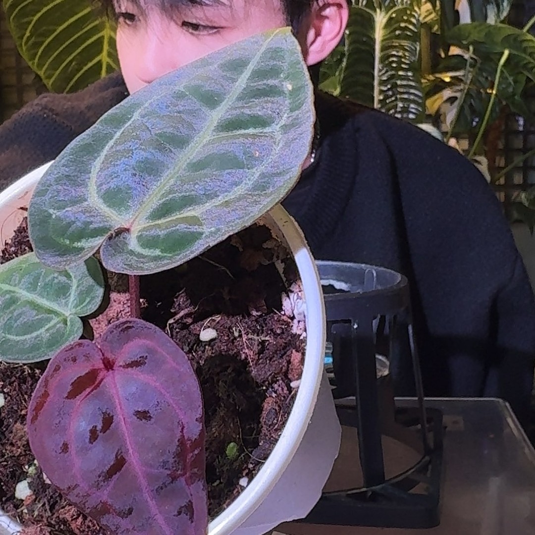 大部分花苞少量开放H803绝绝紫杂米歇尔商品图