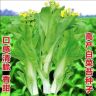 【ZS奶油白菜苔种子】早熟速生奶油白菜种籽四九菜心蔬菜种商品图