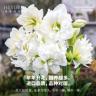 海蒂的花园朱顶红种球正版进口当季开花阿弗雷室内盆栽花卉种球商品图