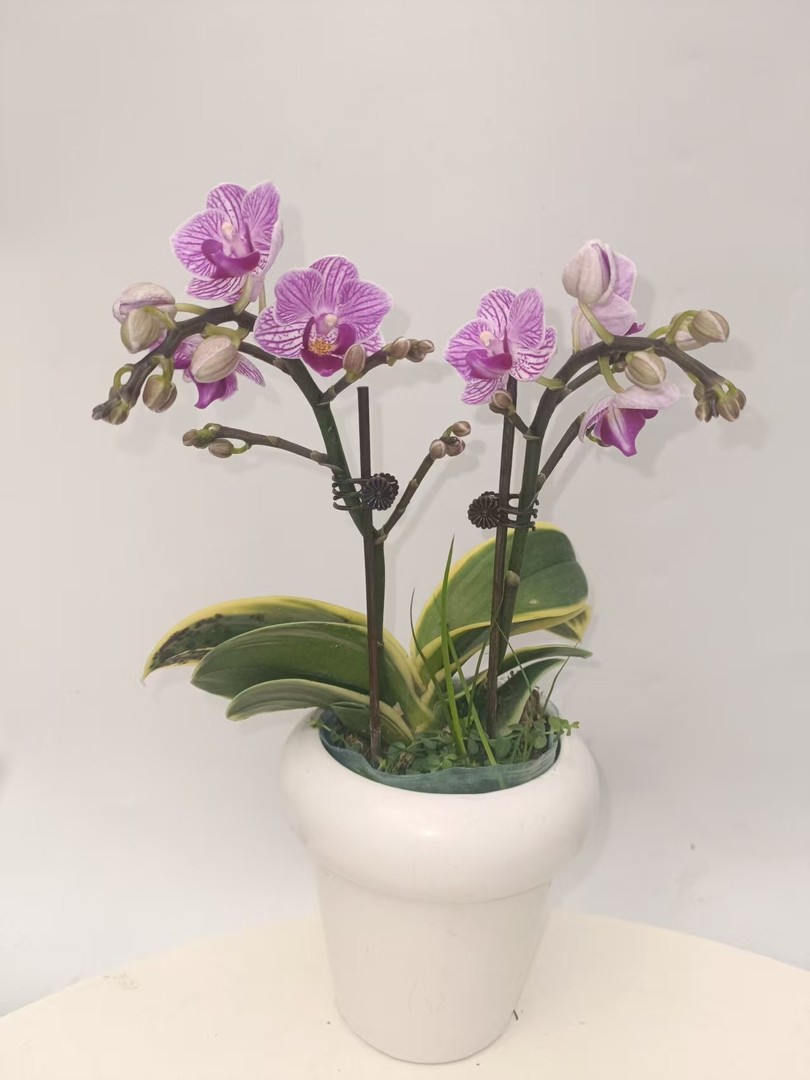 欢然花田培植蝴蝶兰（小飞象福利款）无售后商品图