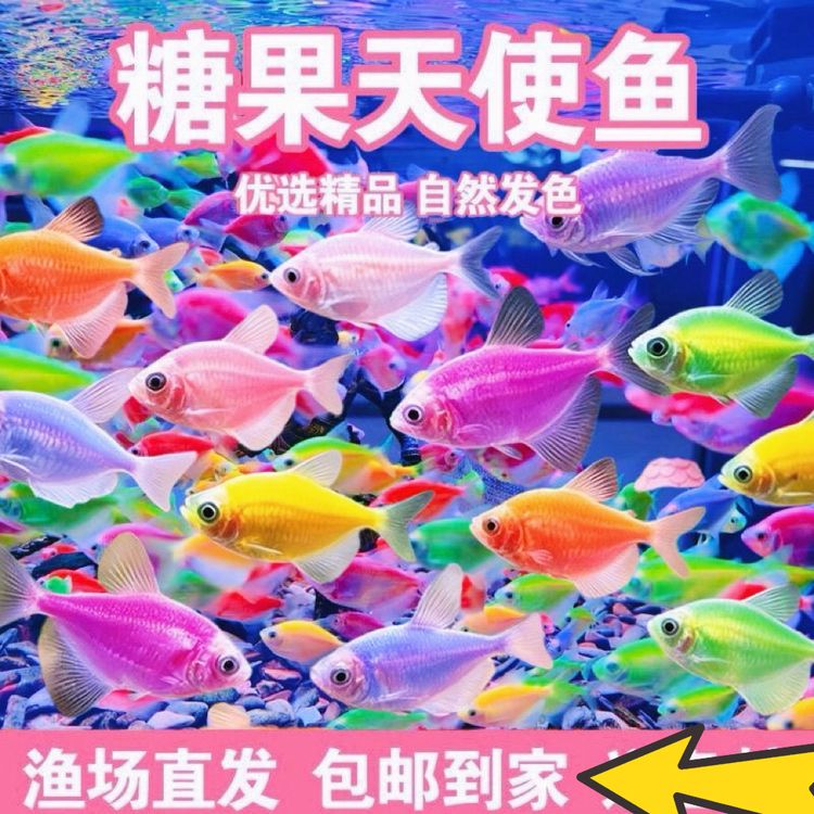 天使鱼尺寸够大七彩天使鱼耐活好养群游淡水小型鱼商品图